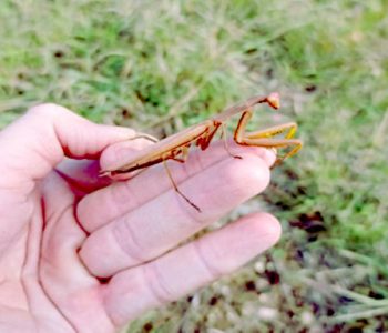 Богомол обыкновенный Mantis religiosa